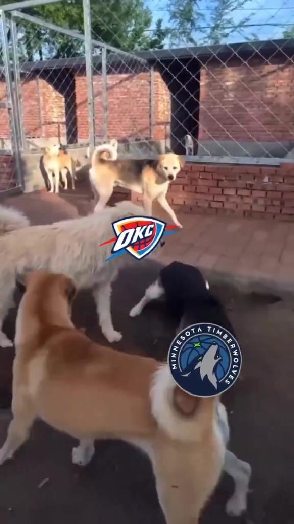 太有活了！美媒惡搞：狗王雷霆嚇退掘金灰熊，把森林狼按地上